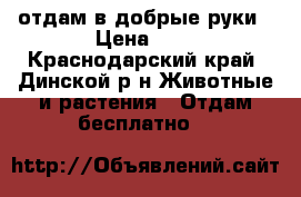 отдам в добрые руки › Цена ­ 1 - Краснодарский край, Динской р-н Животные и растения » Отдам бесплатно   